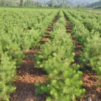 供應(yīng)各種苗木 白皮松 松柏 油松