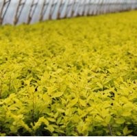 河北哪里的矮干金葉榆