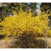 河北供應(yīng)大量的連翹