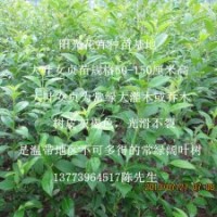 哪里有大葉女貞賣江蘇大葉女貞批發(fā)1米高女貞樹苗大量批發(fā)
