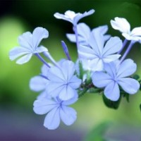 丁香小苗現(xiàn)貨供應(yīng)