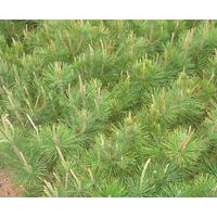 油松 油松種植地 油松定植苗 油松占地苗