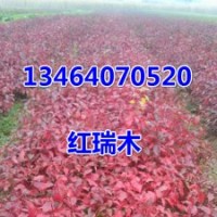 紅瑞木，丁香，連翹，衛(wèi)矛，白蠟，錦帶