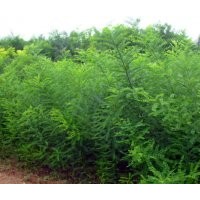 國(guó)槐的經(jīng)濟(jì)價(jià)值，國(guó)槐的種植，國(guó)槐的規(guī)格，國(guó)槐的價(jià)格，錦繡國(guó)槐