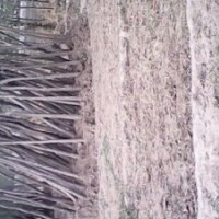 7公分裸根國槐價格