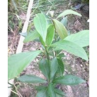 供應(yīng)金絲楠木樹(shù)苗