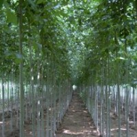 出售國槐 白蠟（老式，速生）0.5——8cm