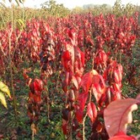 紅葉櫻花|美國紅葉櫻花|泰安紅葉櫻花