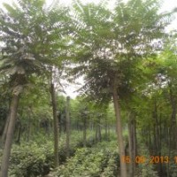 供應(yīng)椿樹、臭椿、千頭椿1-3年苗