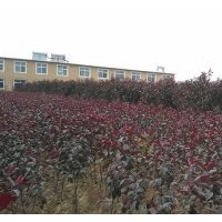 北美海棠、光輝海棠、紅寶石海棠、西府海棠