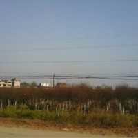 江西木荷小苗、江西楓香小苗、濕地松小苗