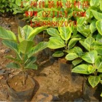 富貴榕營養(yǎng)苗富貴榕種子供應(yīng)富貴榕價(jià)格優(yōu)惠