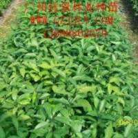 陰香種苗陰香營(yíng)養(yǎng)苗陰香種子，首選廣州佳景林業(yè)種苗苗圃