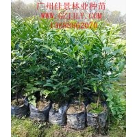 竹柏價格竹柏營養(yǎng)苗竹柏種苗竹柏種子竹柏小袋苗供應(yīng)