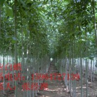 供應(yīng)大量速生白蠟小苗