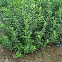 扶芳藤、扶芳藤價格、批發(fā)扶芳藤、扶芳藤基地泰安市泰信園藝場