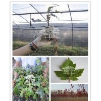 現(xiàn)有紅點 秋火焰 扦插苗 3月提苗 北美紅楓、美國改良紅楓、美國