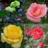 批發(fā)2年生玫瑰盆栽苗月季苗小苗綠玫瑰花苗當年可開花