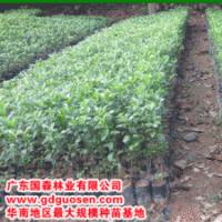 常綠喬木，鐵冬青,桂木,陰香