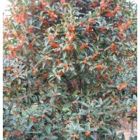 80-1米高狀元紅移栽苗