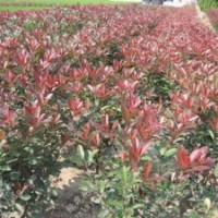 供應30--60公分高紅葉石楠0.6元