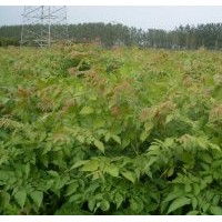 出售欒樹苗，價(jià)格優(yōu)惠、