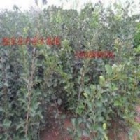 長期供應(yīng)各類種苗.綠化苗木