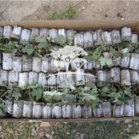 供應(yīng)紅點(diǎn)紅點(diǎn)紅楓 紅點(diǎn)紅點(diǎn)紅楓小苗 紅點(diǎn)價(jià)格