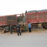 供應(yīng)山東煙臺(tái)大葉黃楊工程苗