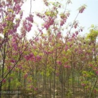 供應(yīng) 毛白楊 香花槐 北欒 國(guó)槐