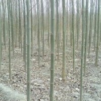 出售3-5公分速生柳 樹苗 價(jià)格優(yōu)惠