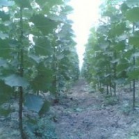 我地有大量當(dāng)年生楊樹(shù)苗，107、108需出售