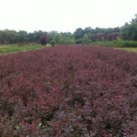 大量出售紅葉小檗