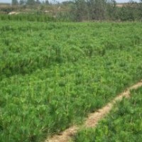 供應(yīng)黑松苗，側(cè)柏苗，黑松小苗，黑松容器苗，油松苗