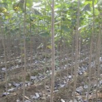 大家好，本公司長期供應速生白蠟，速生國槐，金葉白蠟，東紅白蠟