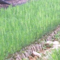 白皮松，油松，華山松，皂角，毛白楊，國(guó)槐，金絲柳，