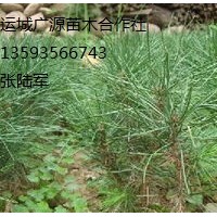 白皮松出售、2年生白皮松小苗價(jià)格優(yōu)惠供應(yīng)、貨源充足