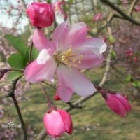 海棠 海棠種植 海棠價格 沭陽縣靜怡綠化苗木園藝場