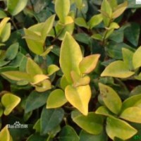 金葉女貞 金葉女貞價格 金葉女貞種植