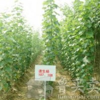 供應(yīng)107速生楊，徑1.5--2.5，有10萬棵以上。同時大量供應(yīng)炮捻