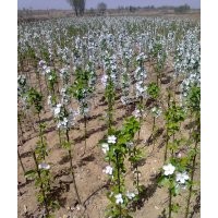 河北海棠樹(shù)