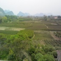 桂花芽苗、香樟苗、羅漢松、紅繼木