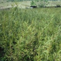 曼地亞紅豆杉,紅豆杉,南方紅豆杉