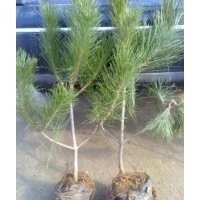 油松、油松苗、油松苗木、油松小苗、油松大苗、油松工程苗