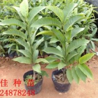 供應(yīng)白玉蘭種苗20~100cm質(zhì)量好價(jià)格平成活率高歡迎詢價(jià)