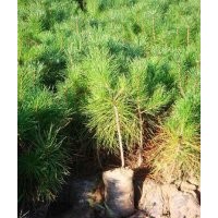 樟子松，油松營養(yǎng)杯苗