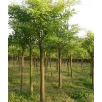 供應(yīng)國(guó)槐，垂柳，法桐等各種綠化苗木