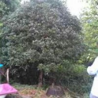 出售大規(guī)格：桂花，香樟，女貞，樸樹，榆樹，楓香，烏桕，法桐，