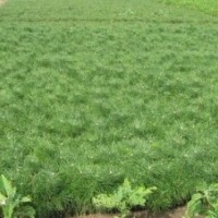 營(yíng)養(yǎng)袋油松苗、營(yíng)養(yǎng)杯油松苗