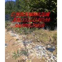 紅千層小苗串錢柳